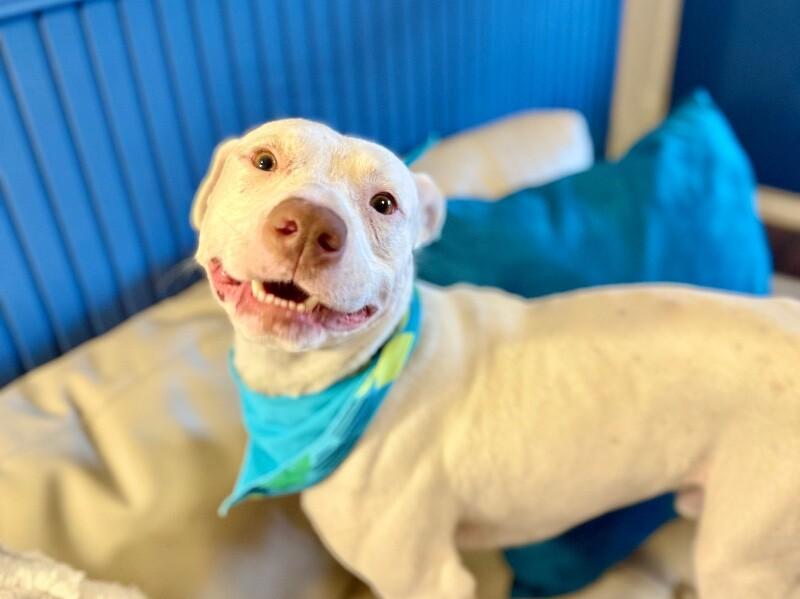 Leroy Lap lovin Brown