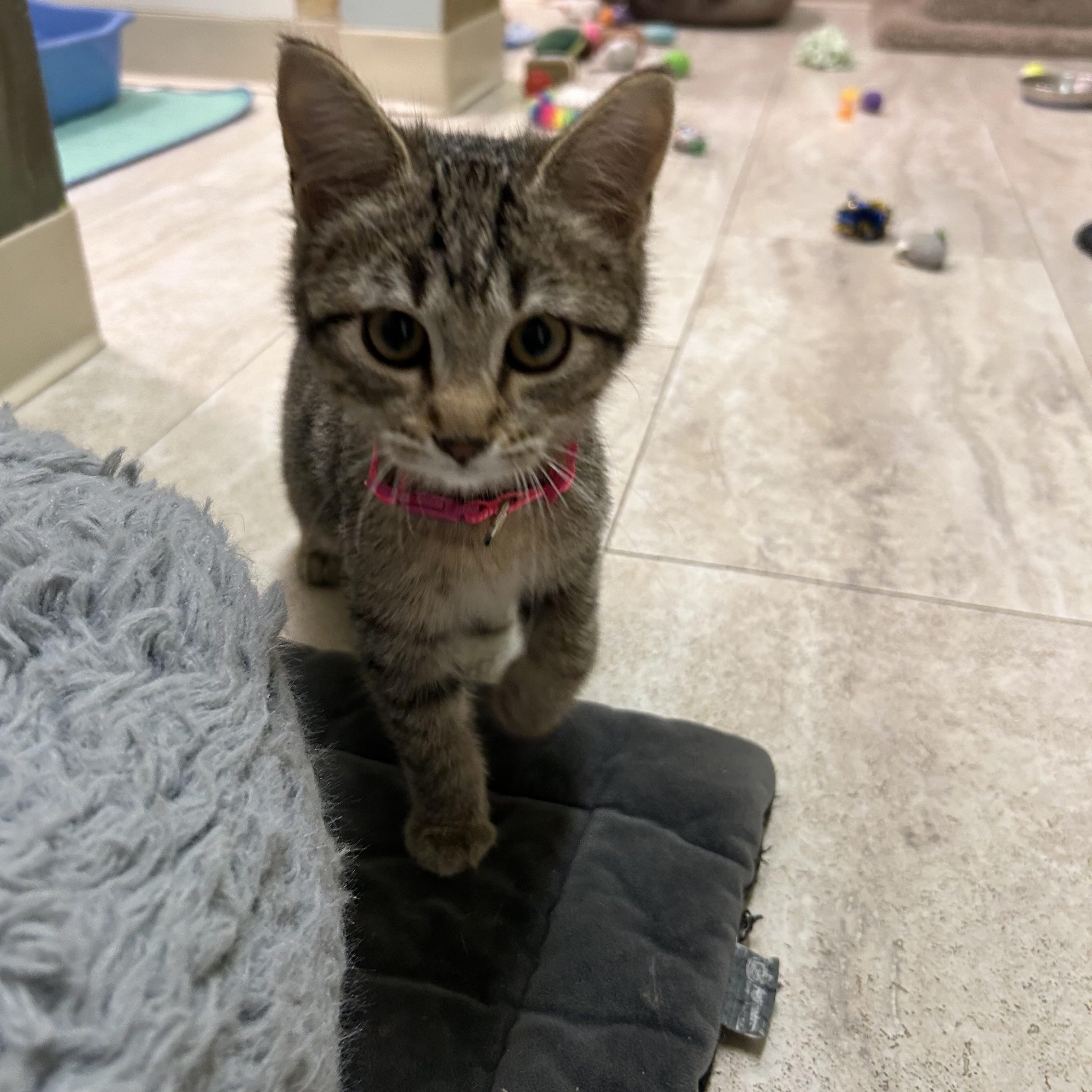 Lottie, Baby Female Domestic Short Hair