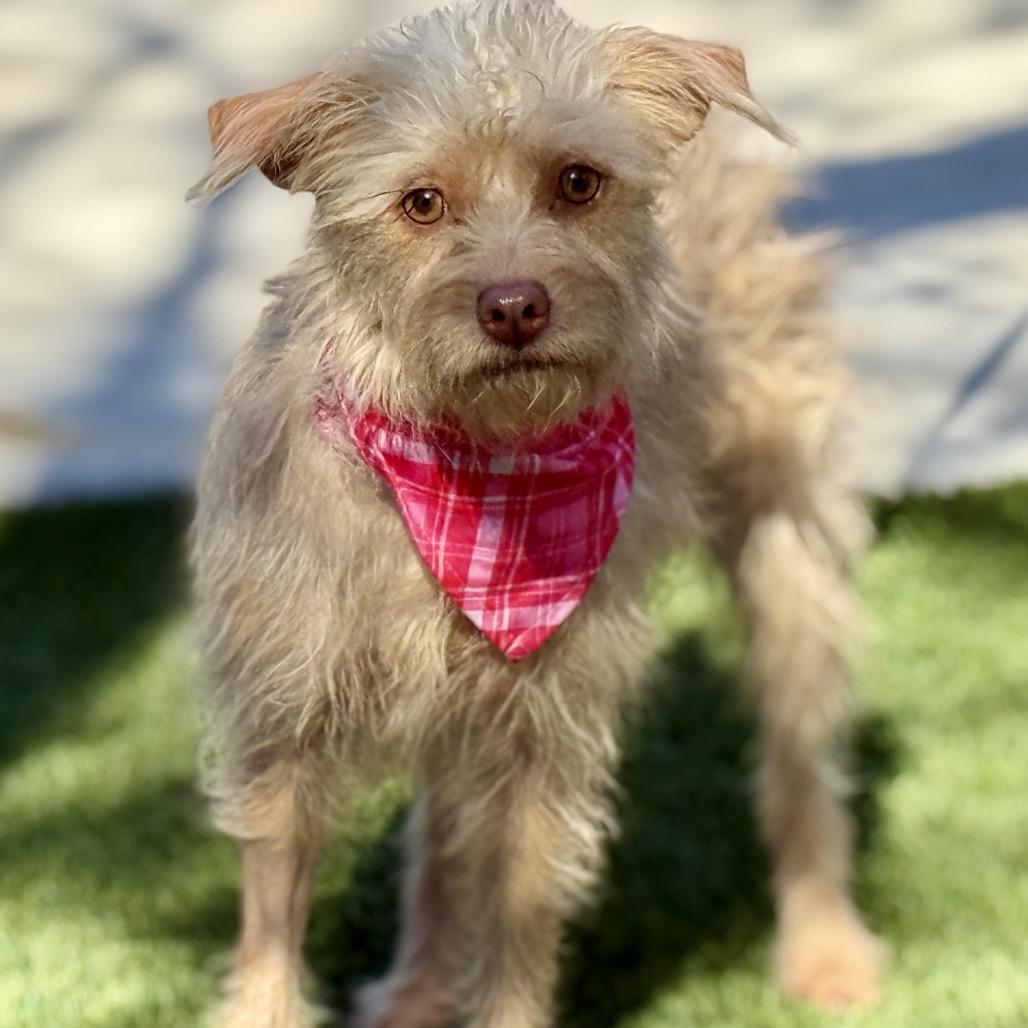 Enlarge Fiona, a Adoptable mixed breed in Austin, TX image 3/6