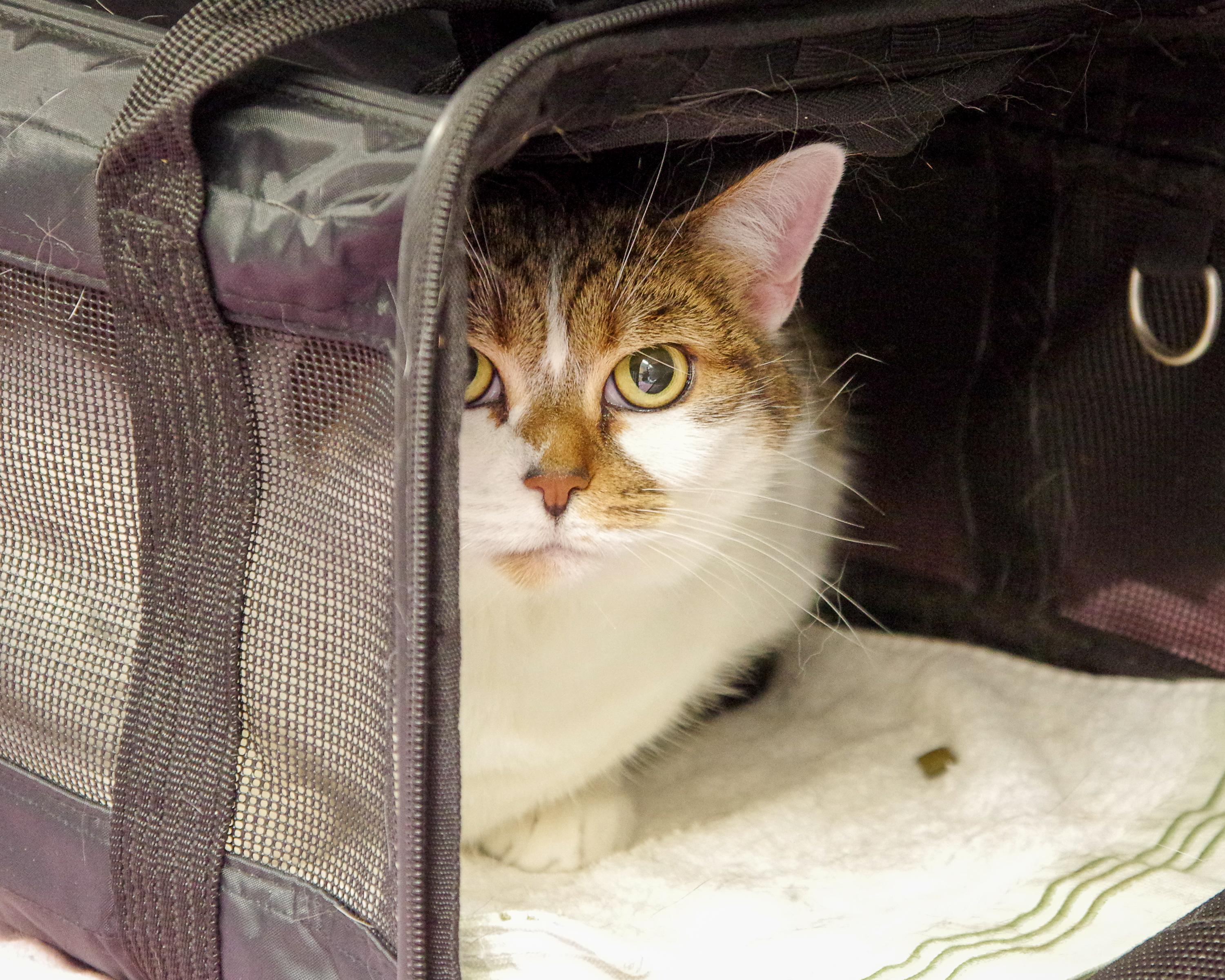 Enlarge Bailey, a Adoptable American Shorthair in Scituate, MA image 3/5