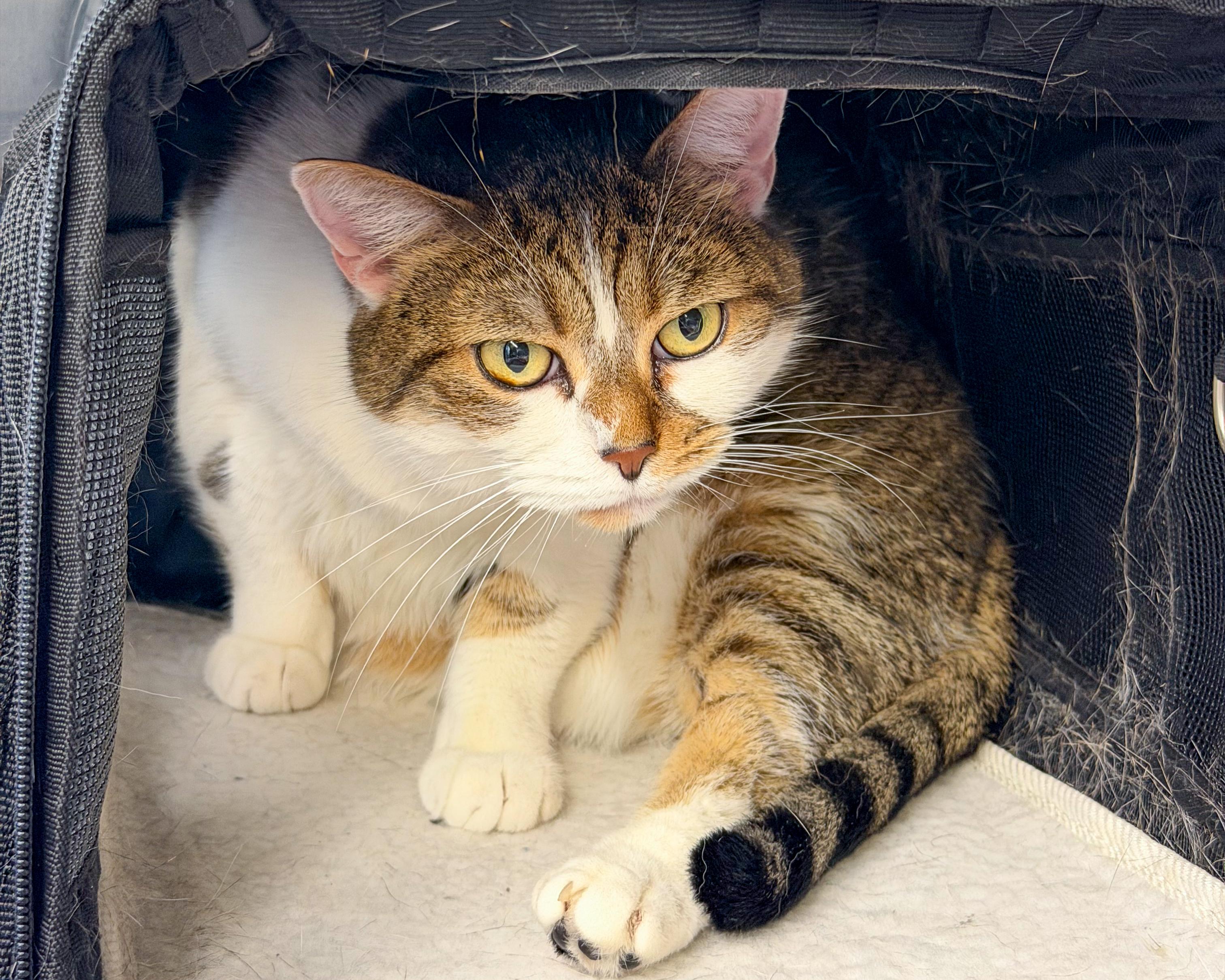 Enlarge Bailey, a Adoptable American Shorthair in Scituate, MA image 4/5