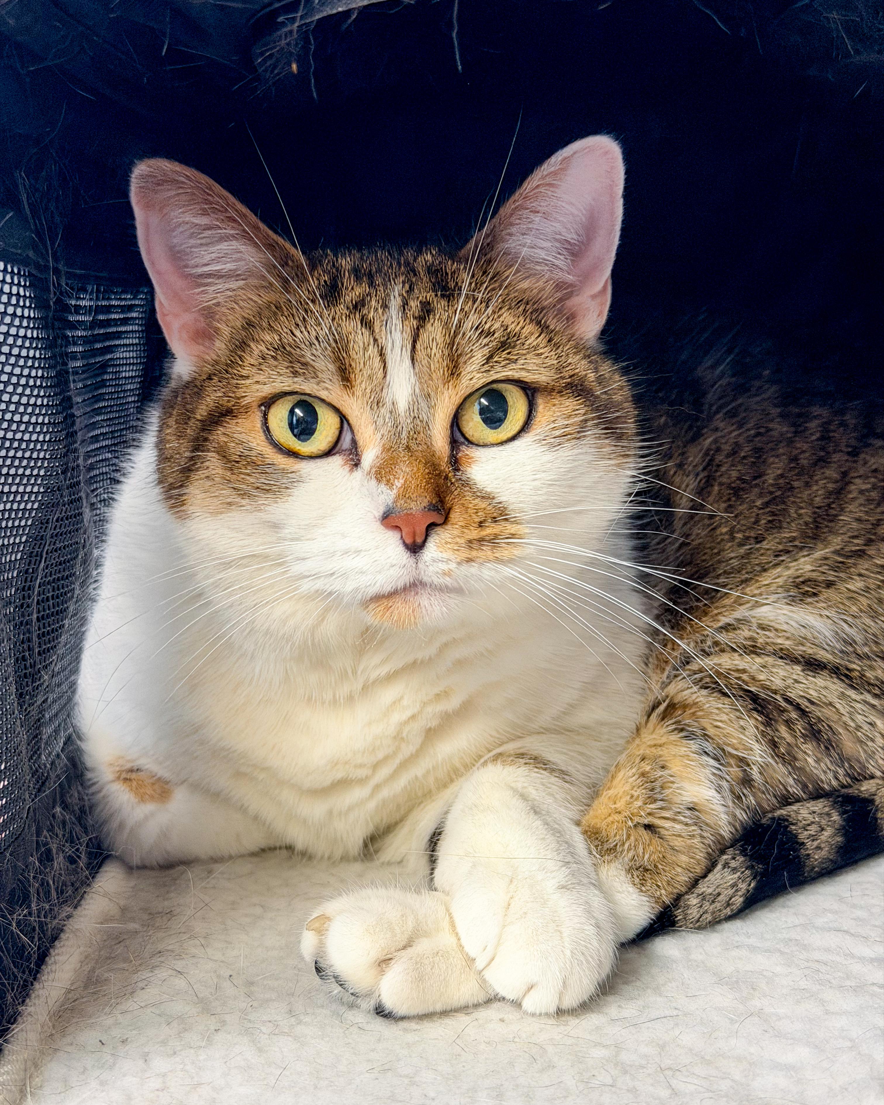 Enlarge Bailey, a Adoptable American Shorthair in Scituate, MA image 1/5