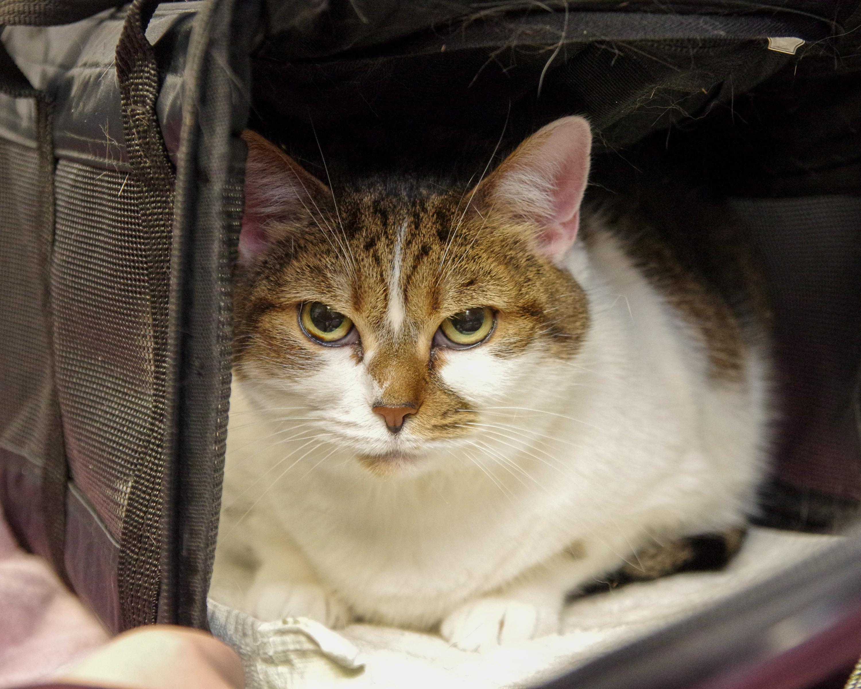 Enlarge Bailey, a Adoptable American Shorthair in Scituate, MA image 2/5
