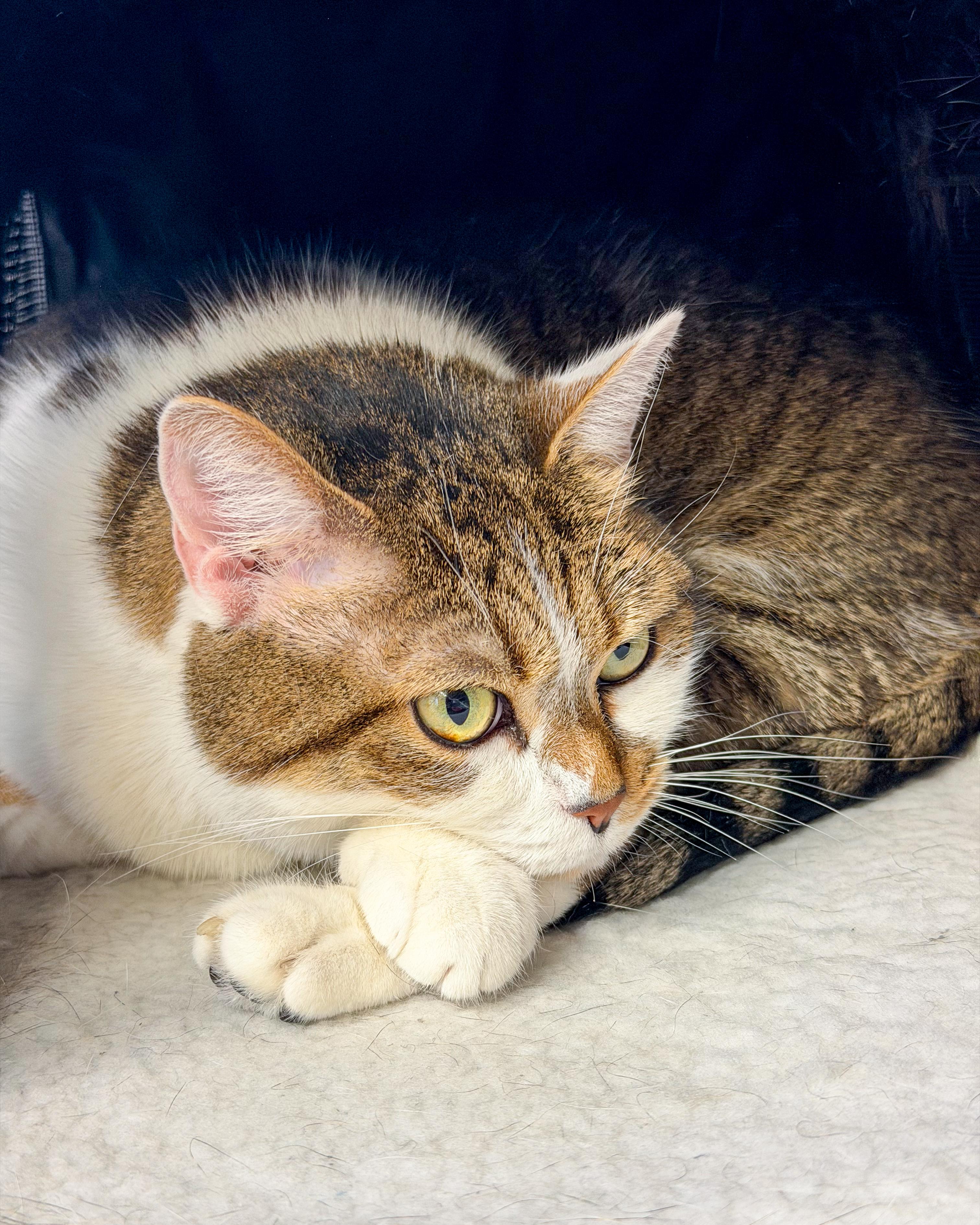 Enlarge Bailey, a Adoptable American Shorthair in Scituate, MA image 5/5