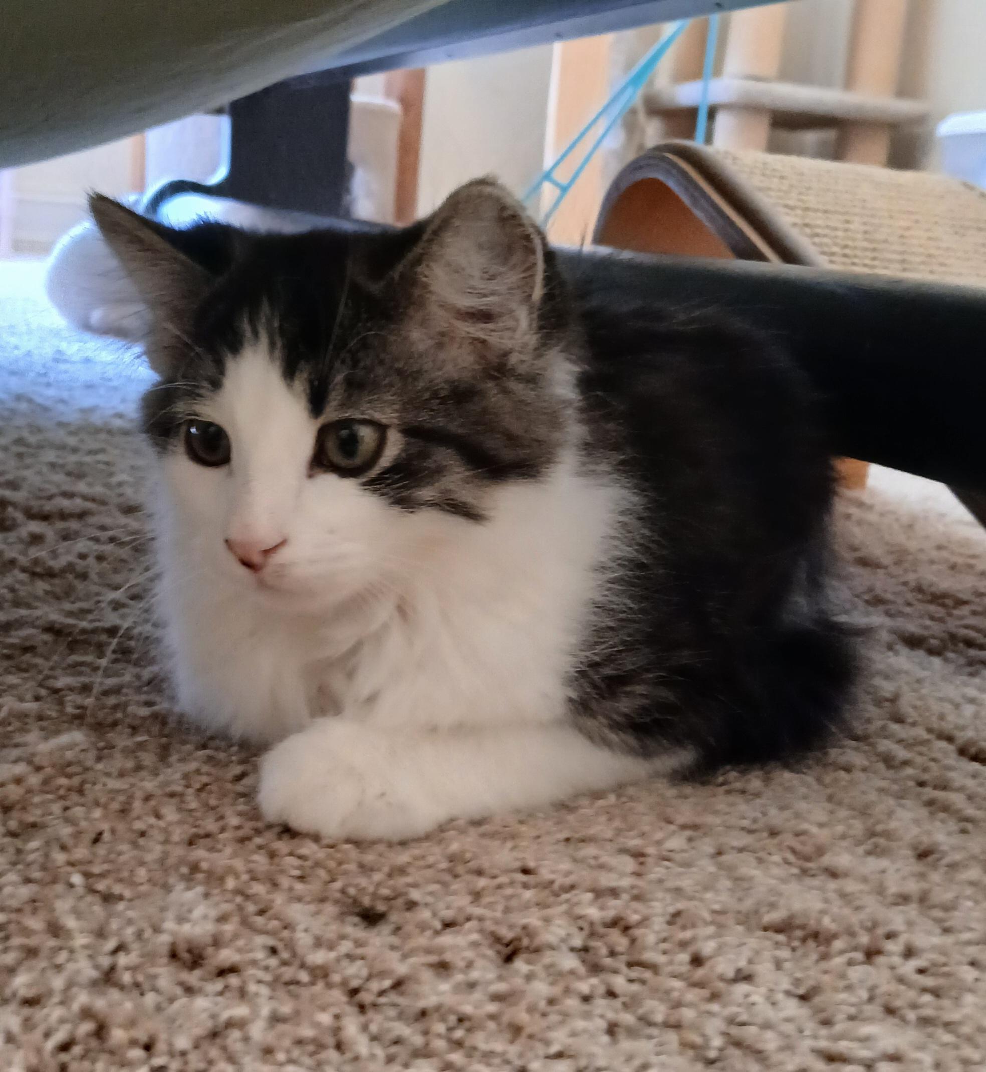 Enlarge Zippy Chippy, a Adoptable mixed breed in Duluth, GA image 6/6