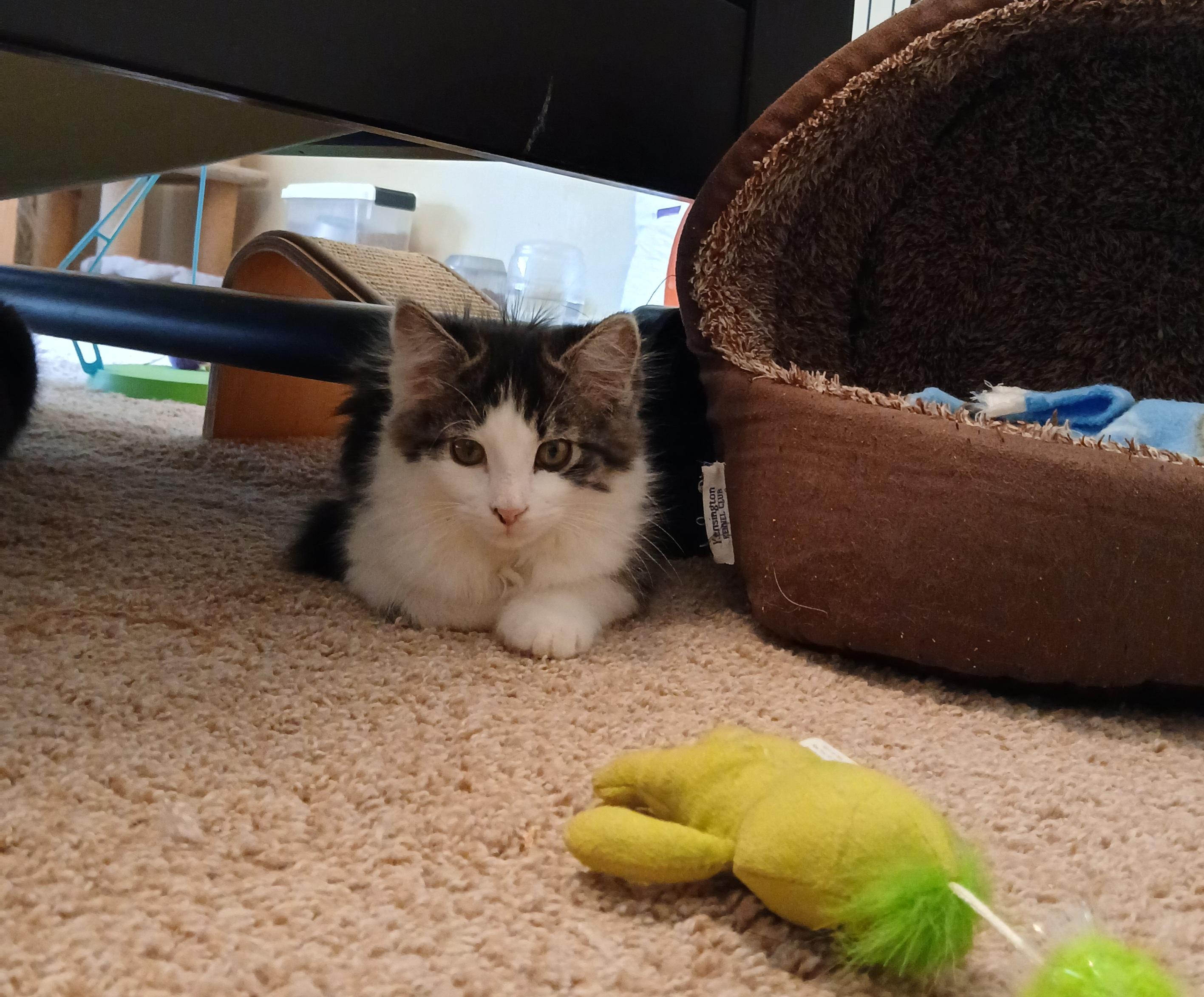 Enlarge Zippy Chippy, a Adoptable mixed breed in Duluth, GA image 3/6