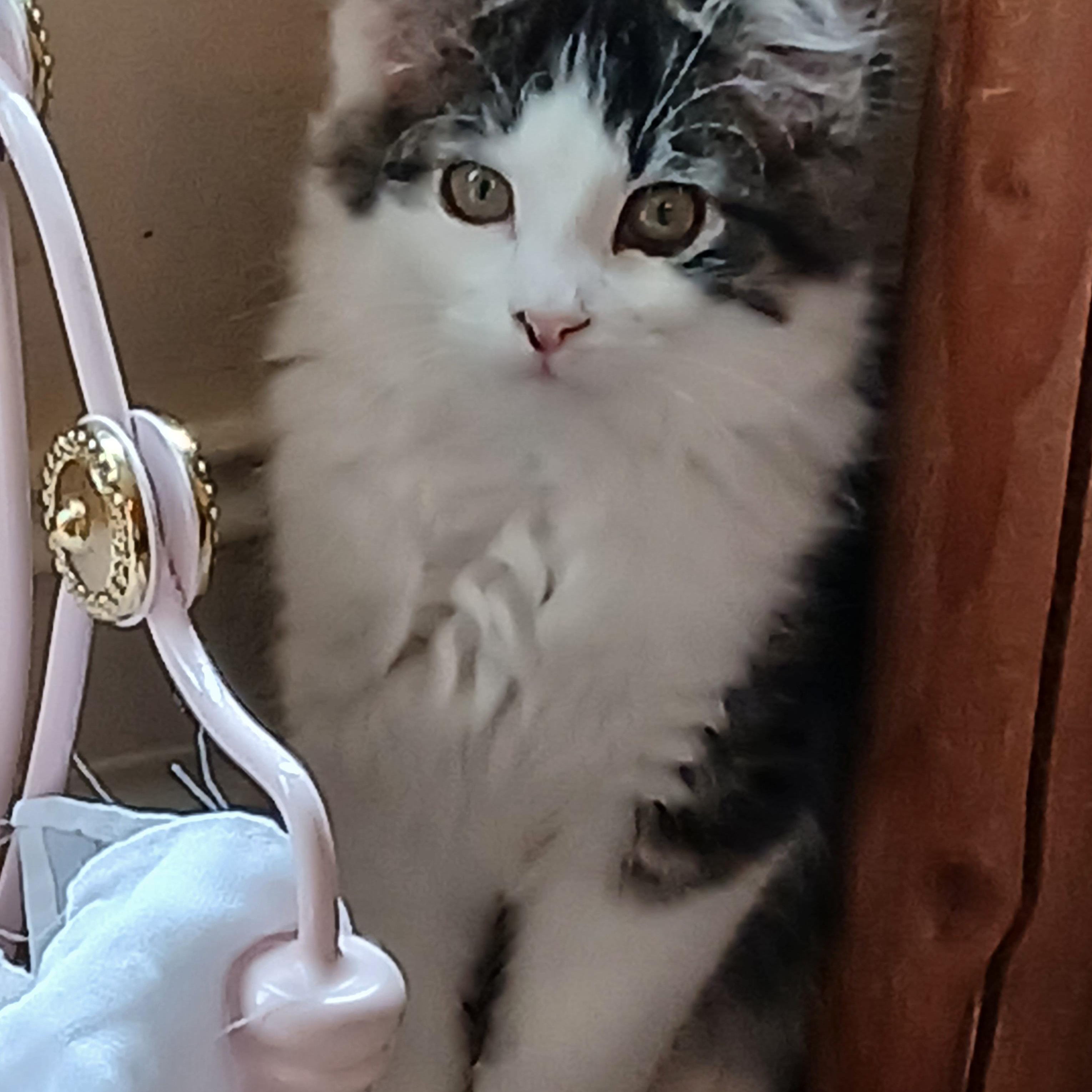 Enlarge Zippy Chippy, a Adoptable mixed breed in Duluth, GA image 4/6