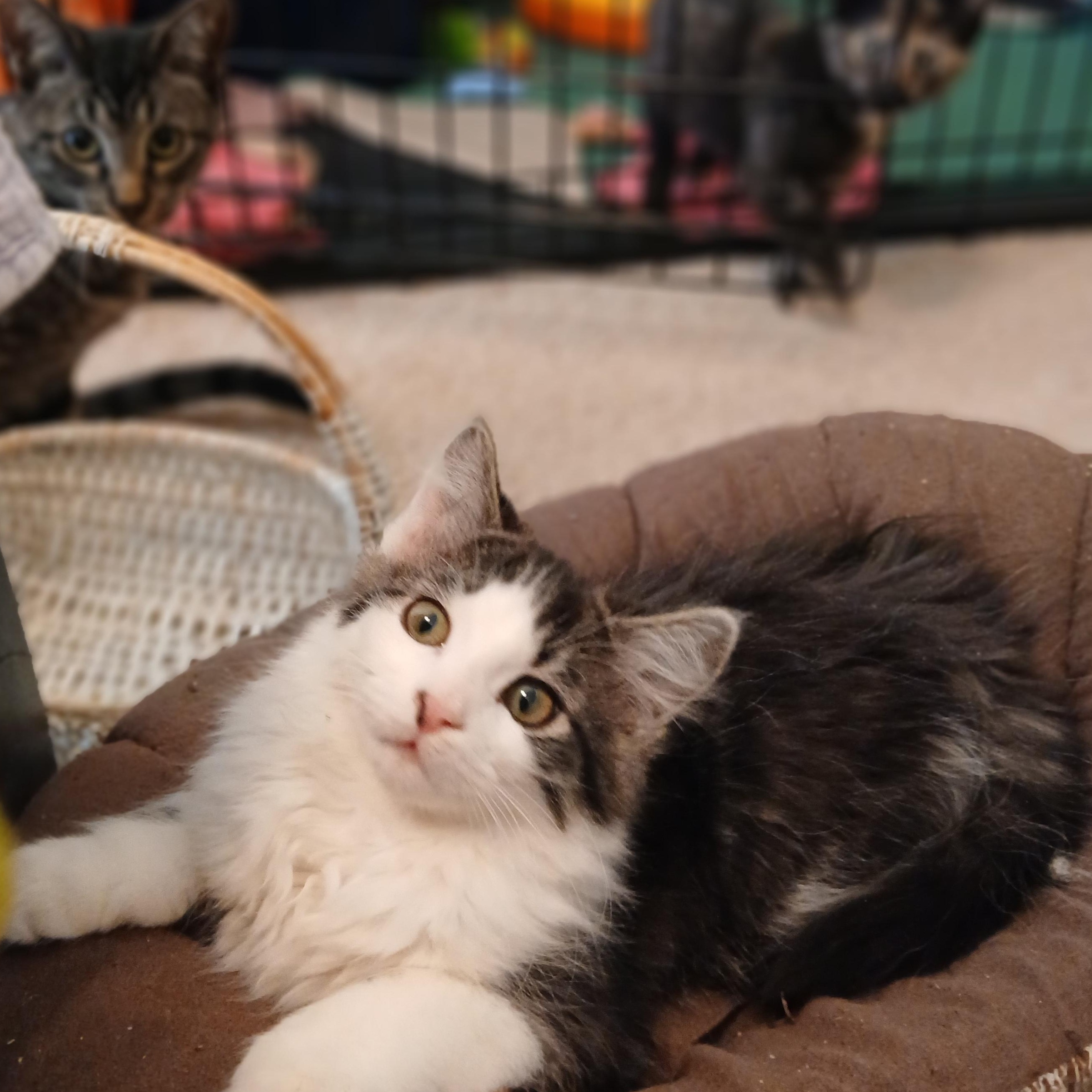 Zippy Chippy, Adoptable, Kitten Male Domestic Long Hair.