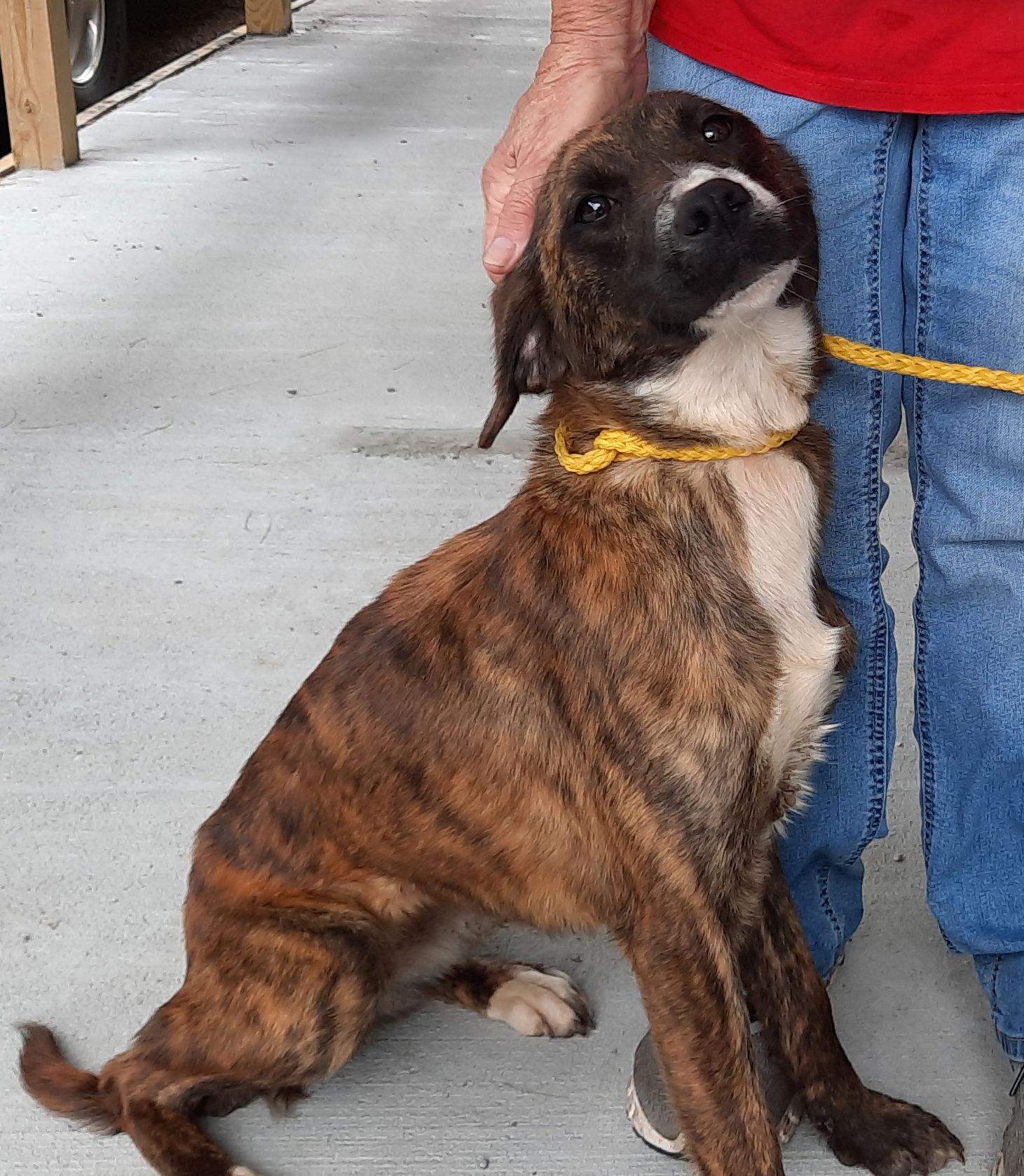 Rebecca, Adoptable, Young Female Plott Hound.