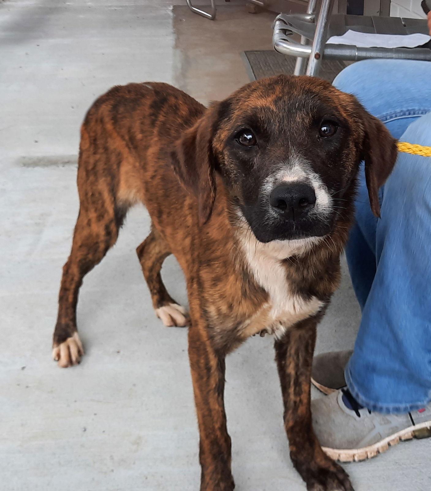 Rebecca, a Adoptable Plott Hound in Mcconnelsville, OH image 2/3