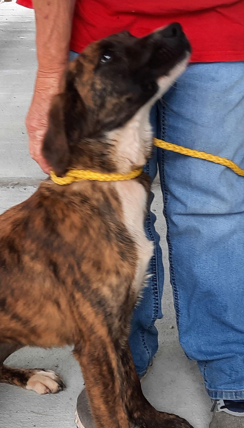 Rebecca, a Adoptable Plott Hound in Mcconnelsville, OH image 3/3