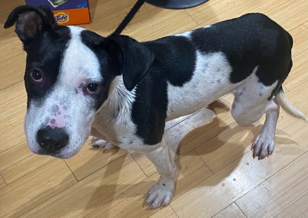 Angel , Adoptable, Young Female Great Dane & Boxer.