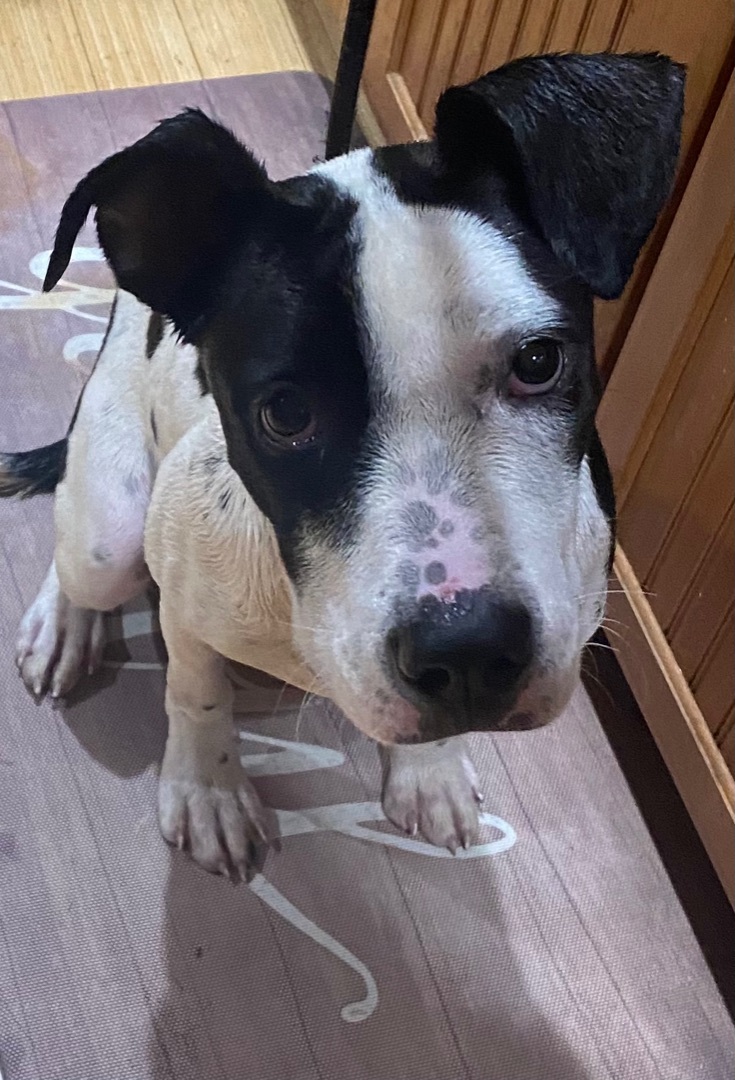 Angel , a Adoptable mixed breed in Zanesville, OH image 3/8