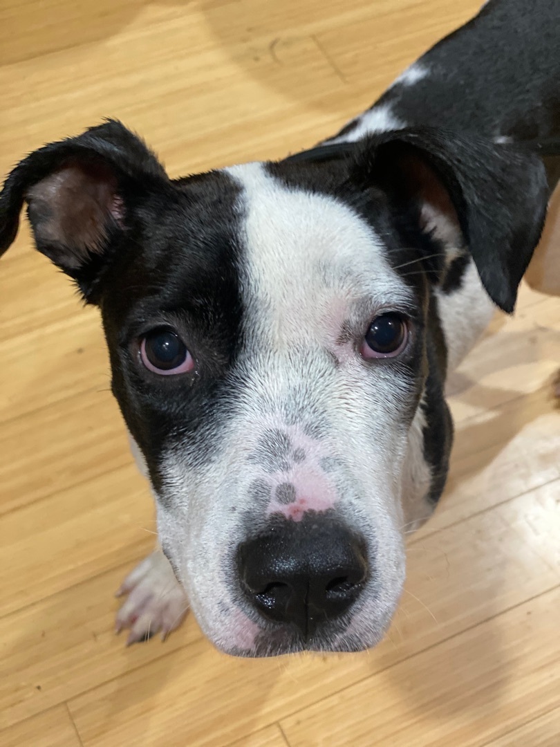 Angel , a Adoptable mixed breed in Zanesville, OH image 4/8