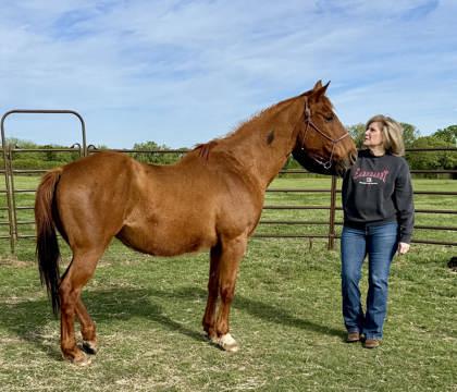 Red, Adoptable, Adult Female Quarterhorse.