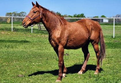 Red, Adoptable, Adult Female Quarterhorse.