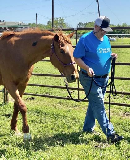 Red, Adoptable, Adult Female Quarterhorse.