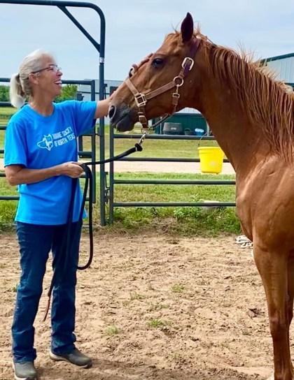 Red, Adoptable, Adult Female Quarterhorse & Grade.