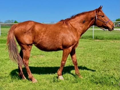 Red, Adoptable, Adult Female Quarterhorse.