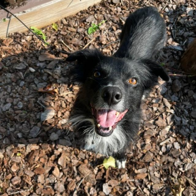 Dobby, a ADOPTABLE Australian Shepherd in Alexandria, VA image 2/3