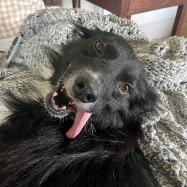 Dobby, a ADOPTABLE Australian Shepherd in Alexandria, VA image 3/3