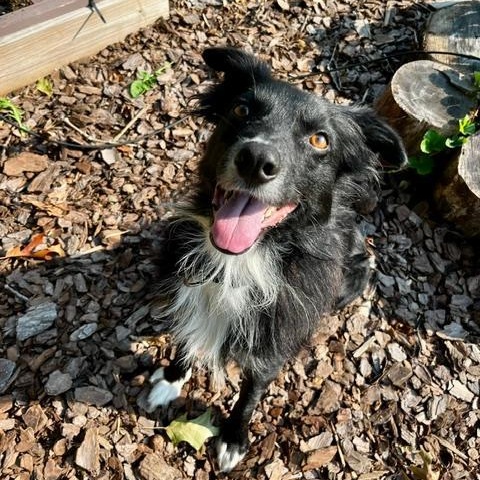 Dobby, a ADOPTABLE Australian Shepherd in Alexandria, VA image 1/3