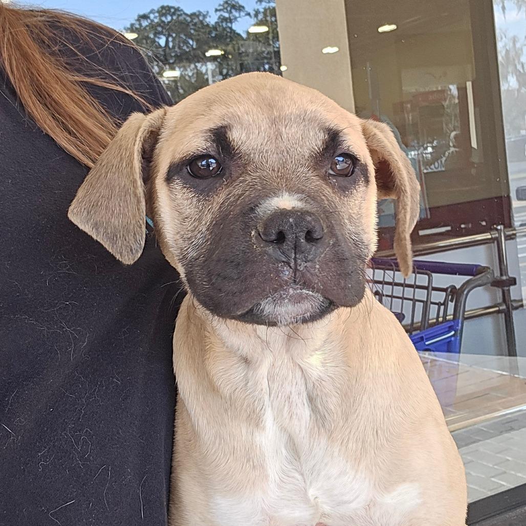 Infiniti, Adoptable, Puppy Female Mixed Breed.