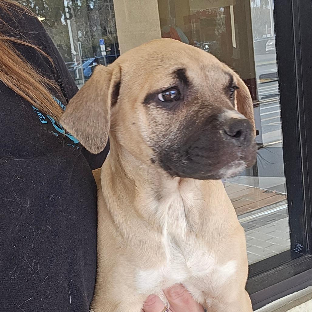 Enlarge Infiniti, a Adoptable Mixed Breed in Williston, FL image 2/4