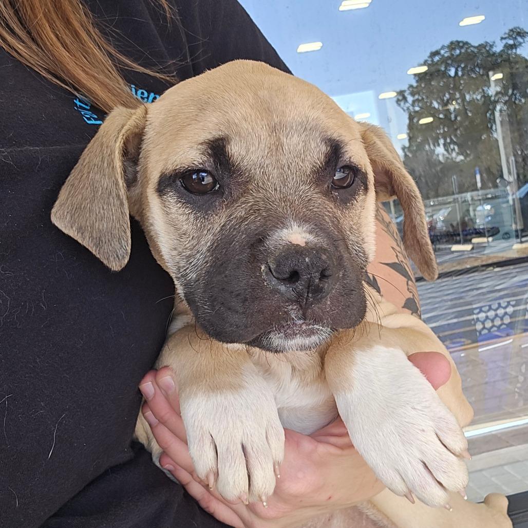 Enlarge Infiniti, a Adoptable Mixed Breed in Williston, FL image 3/4