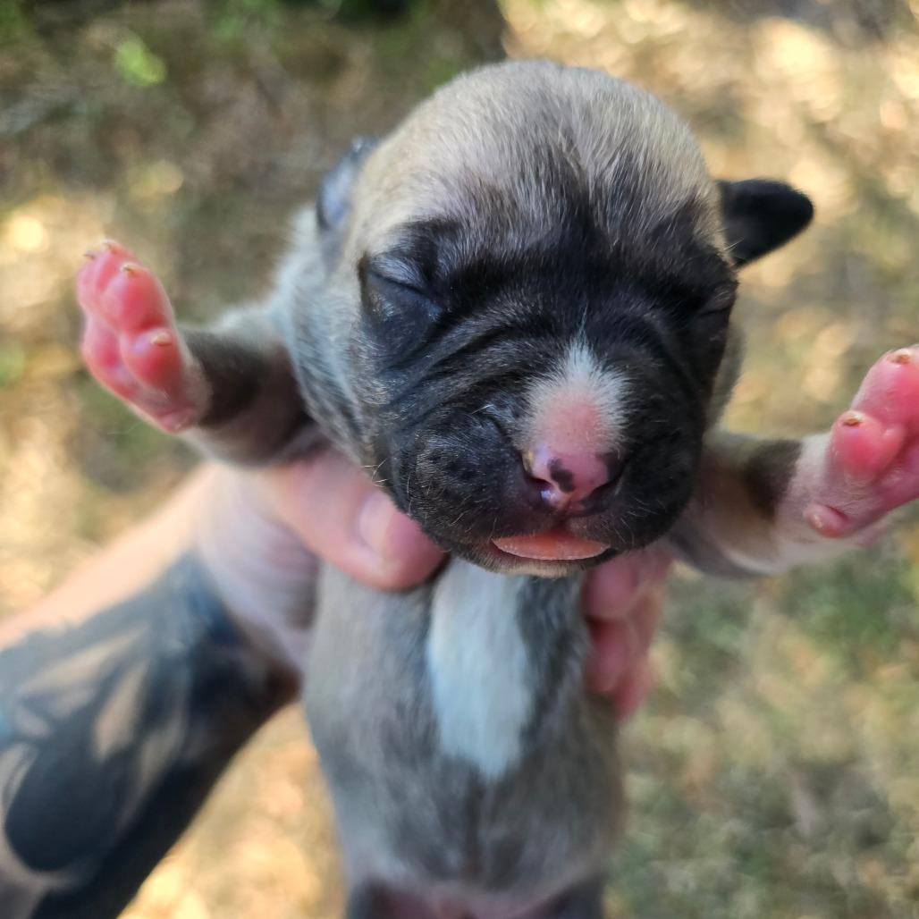 Enlarge Infiniti, a Adoptable Mixed Breed in Williston, FL image 4/4