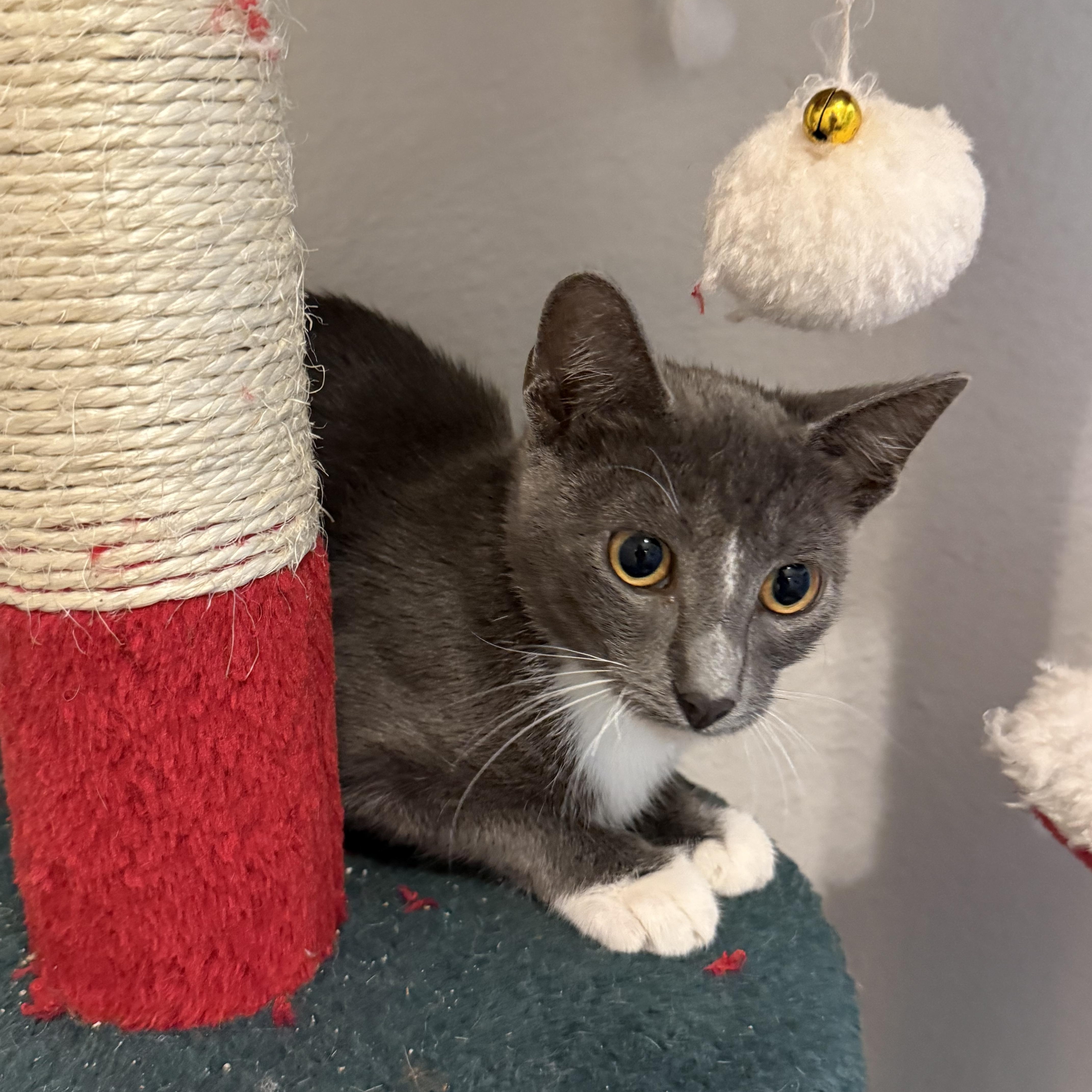 Enlarge Biscotti, a Adoptable Domestic Short Hair in Intercession city , FL image 5/6