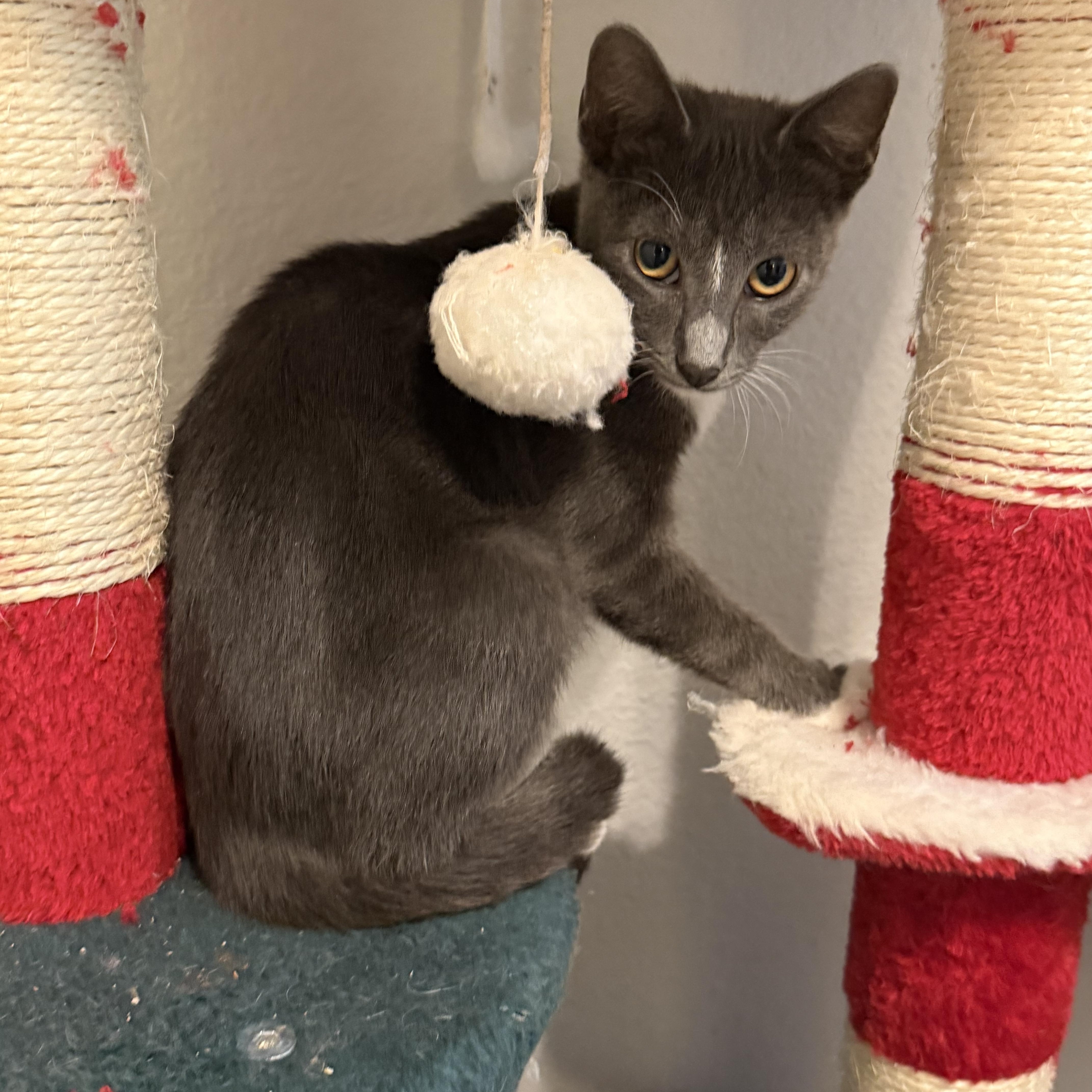 Enlarge Biscotti, a Adoptable Domestic Short Hair in Intercession city , FL image 2/6