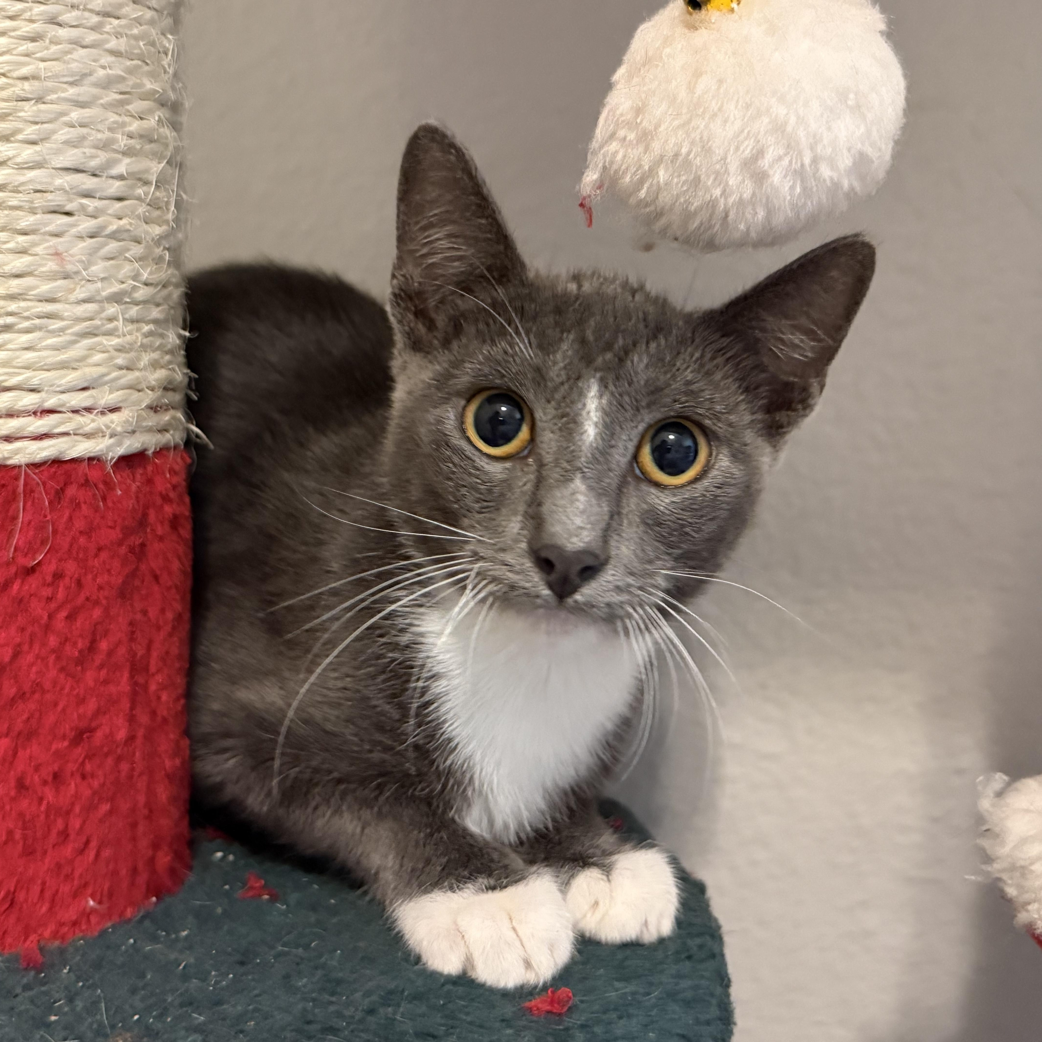 Enlarge Biscotti, a Adoptable Domestic Short Hair in Intercession city , FL image 4/6