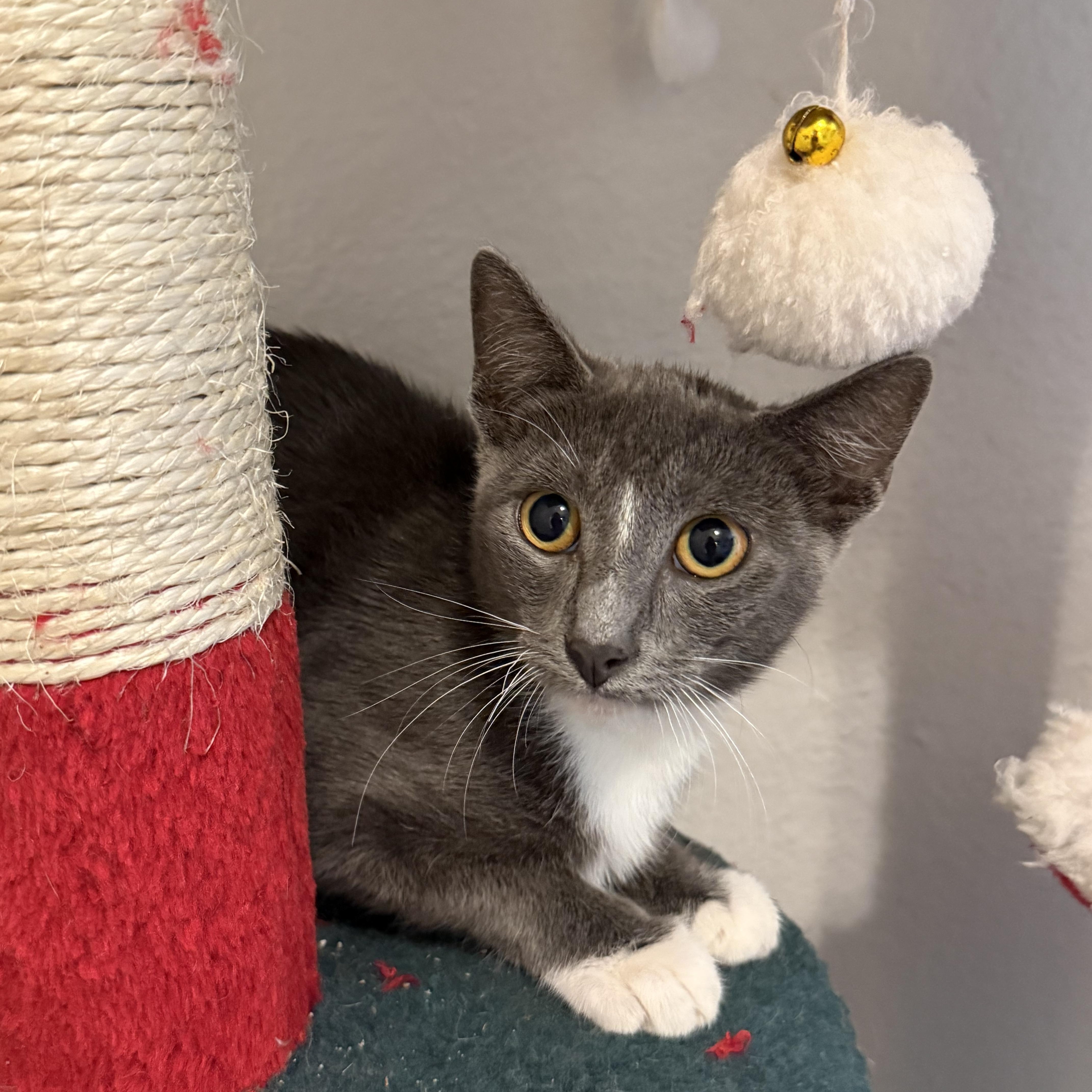 Enlarge Biscotti, a Adoptable Domestic Short Hair in Intercession city , FL image 3/6