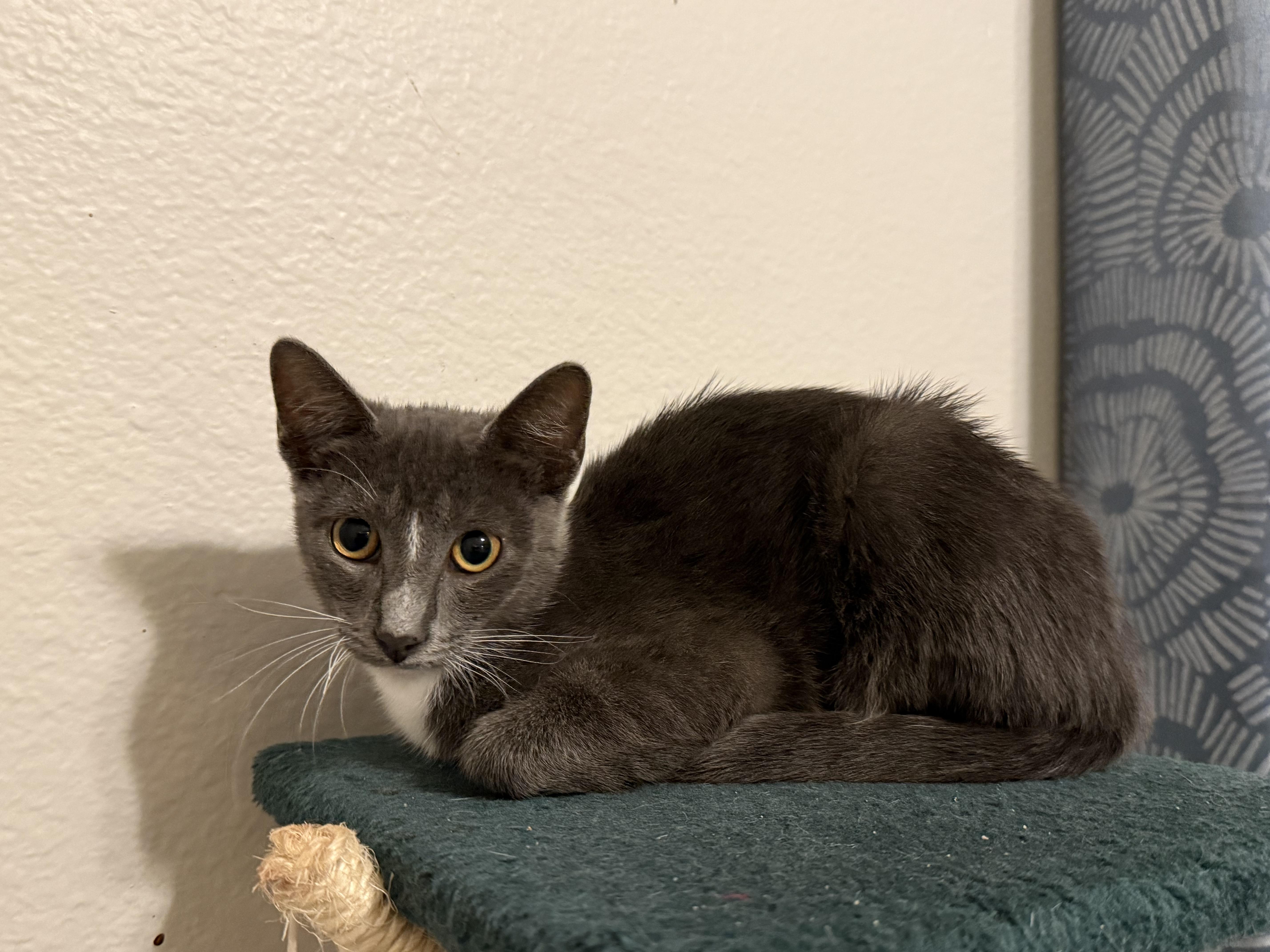 Biscotti, Adoptable, Young Female Domestic Short Hair.
