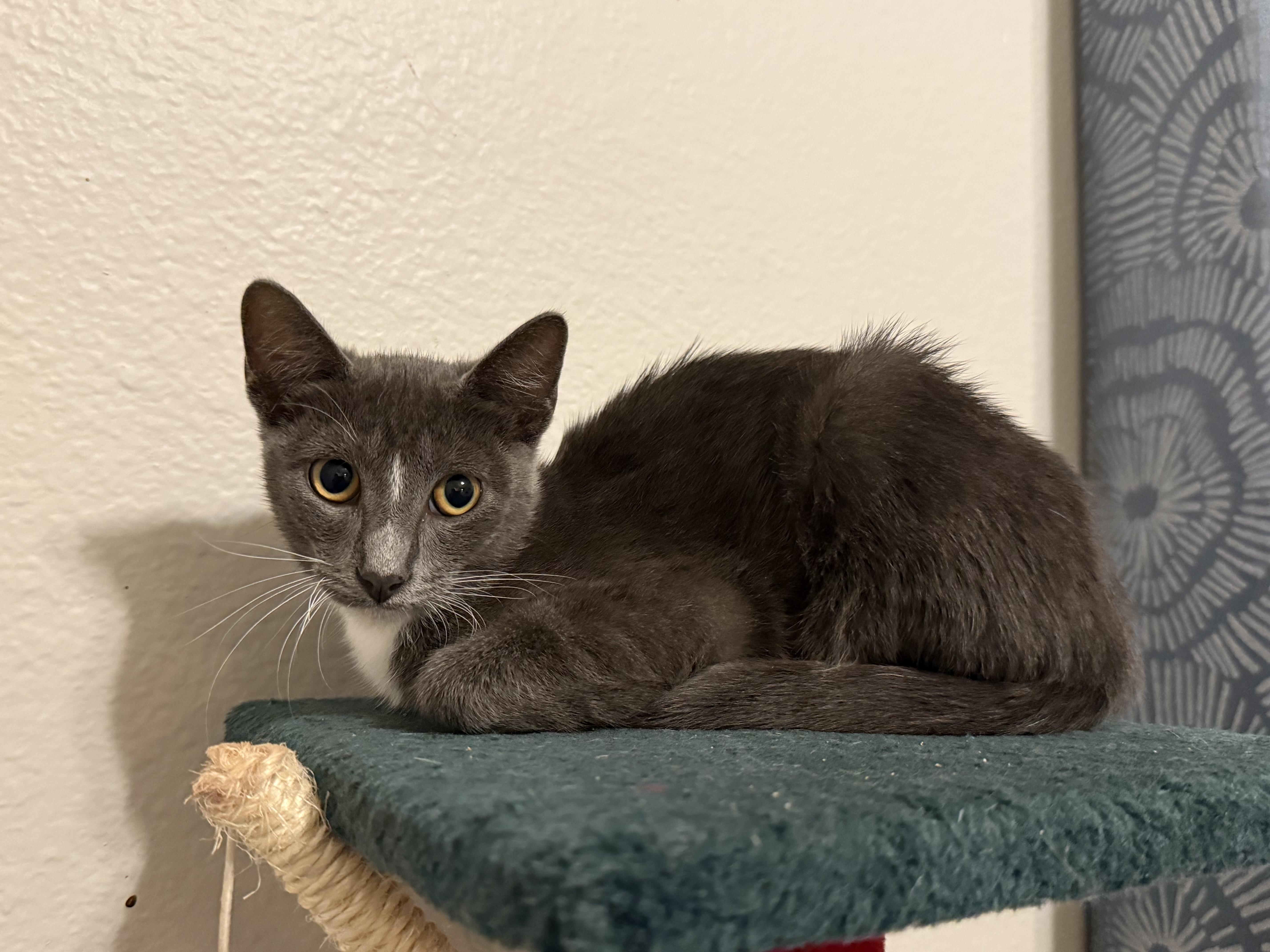 Enlarge Biscotti, a Adoptable Domestic Short Hair in Intercession city , FL image 6/6