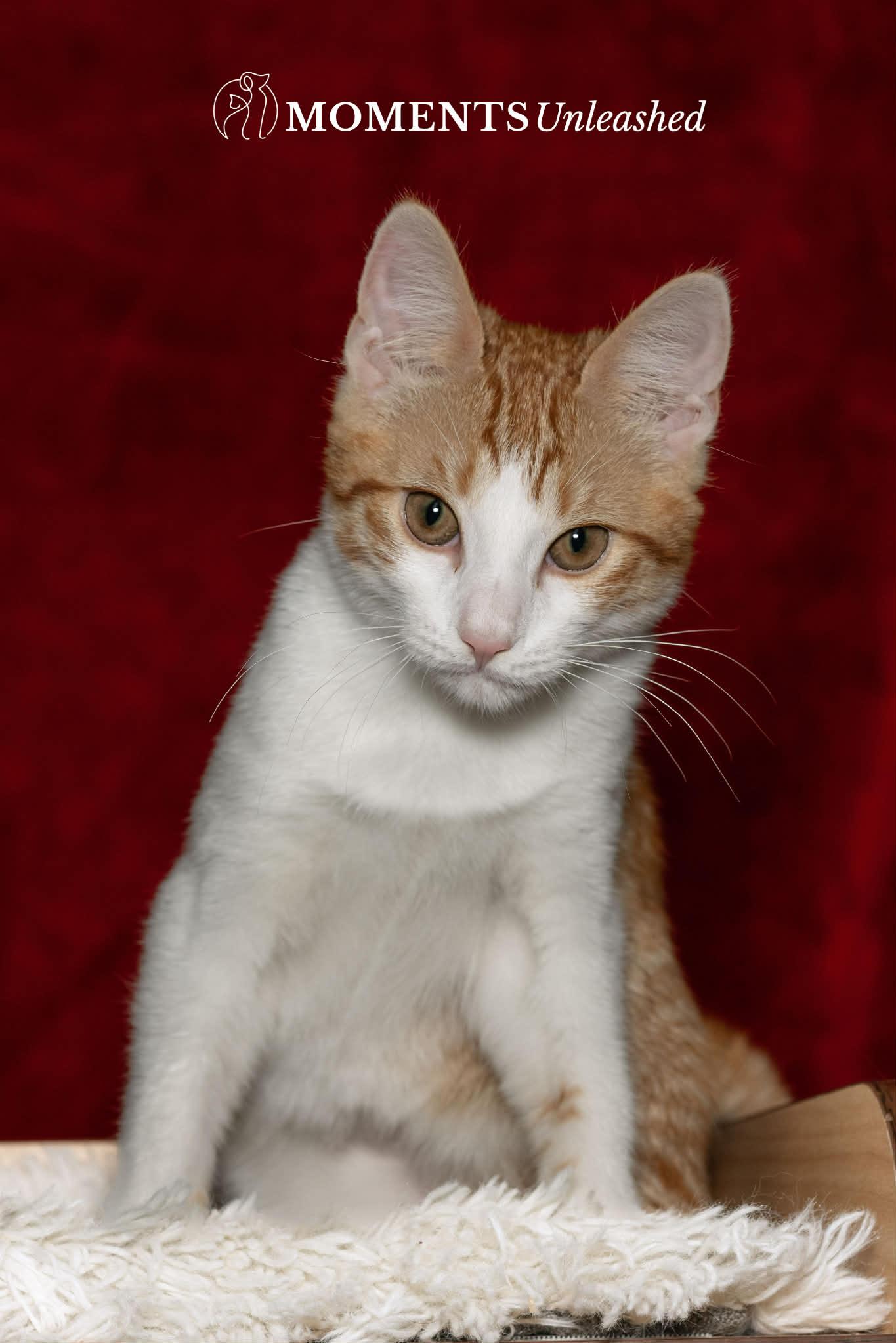 Lasagna, ADOPTABLE, Kitten Male Domestic Short Hair.