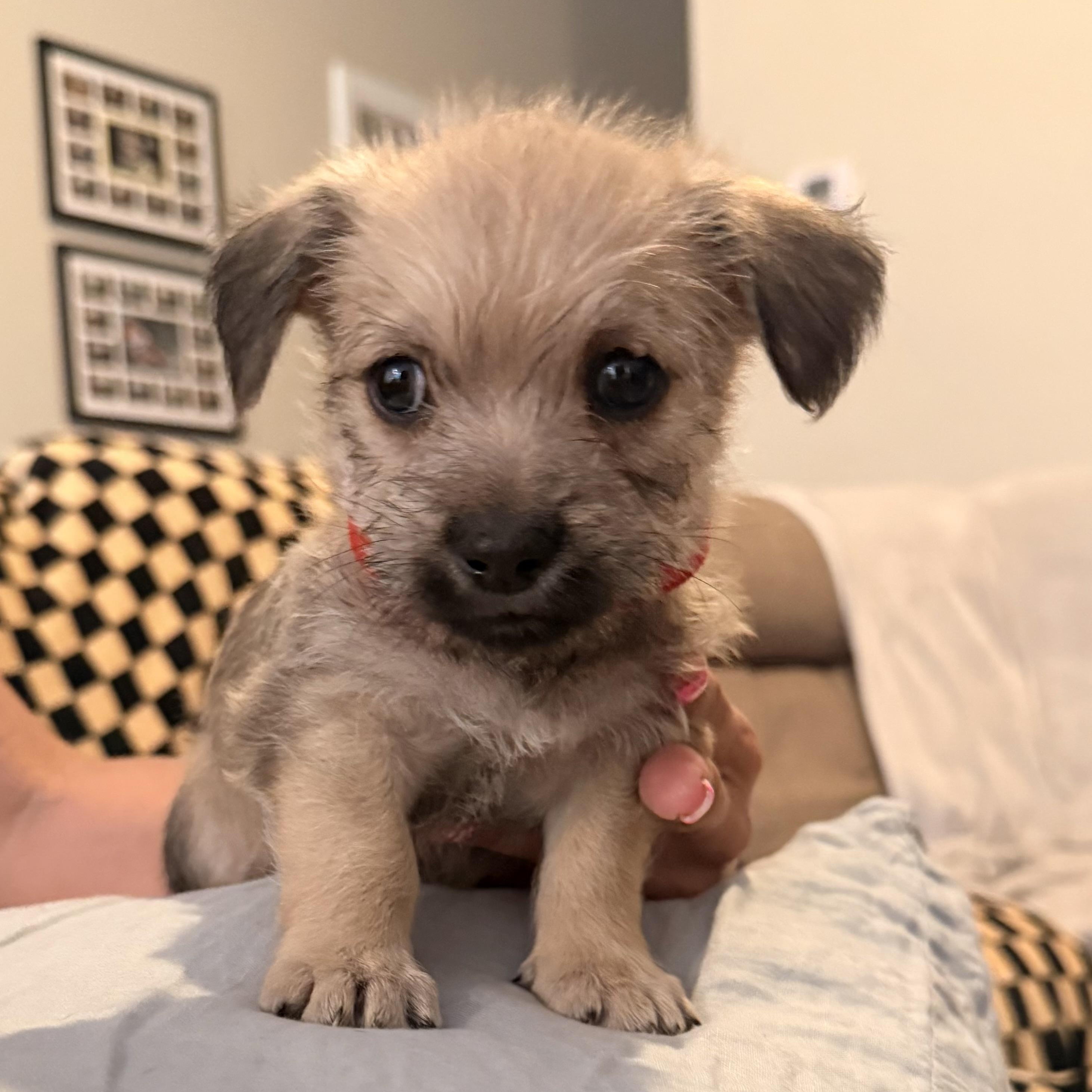 Enlarge Raúl (R litter), an adopted Border Terrier in San Diego, CA image 2/4