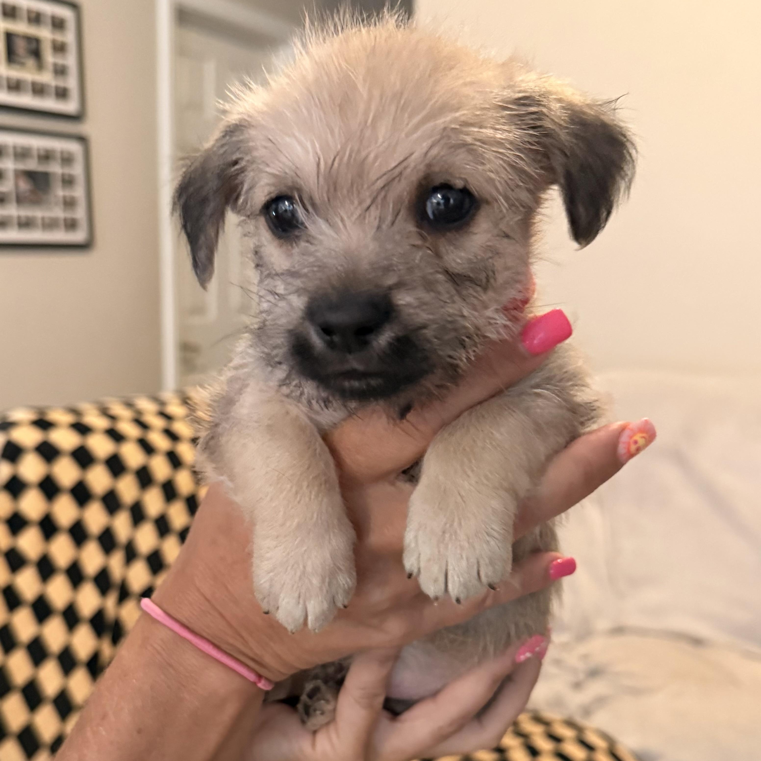 Enlarge Raúl (R litter), an adopted Border Terrier in San Diego, CA image 3/4
