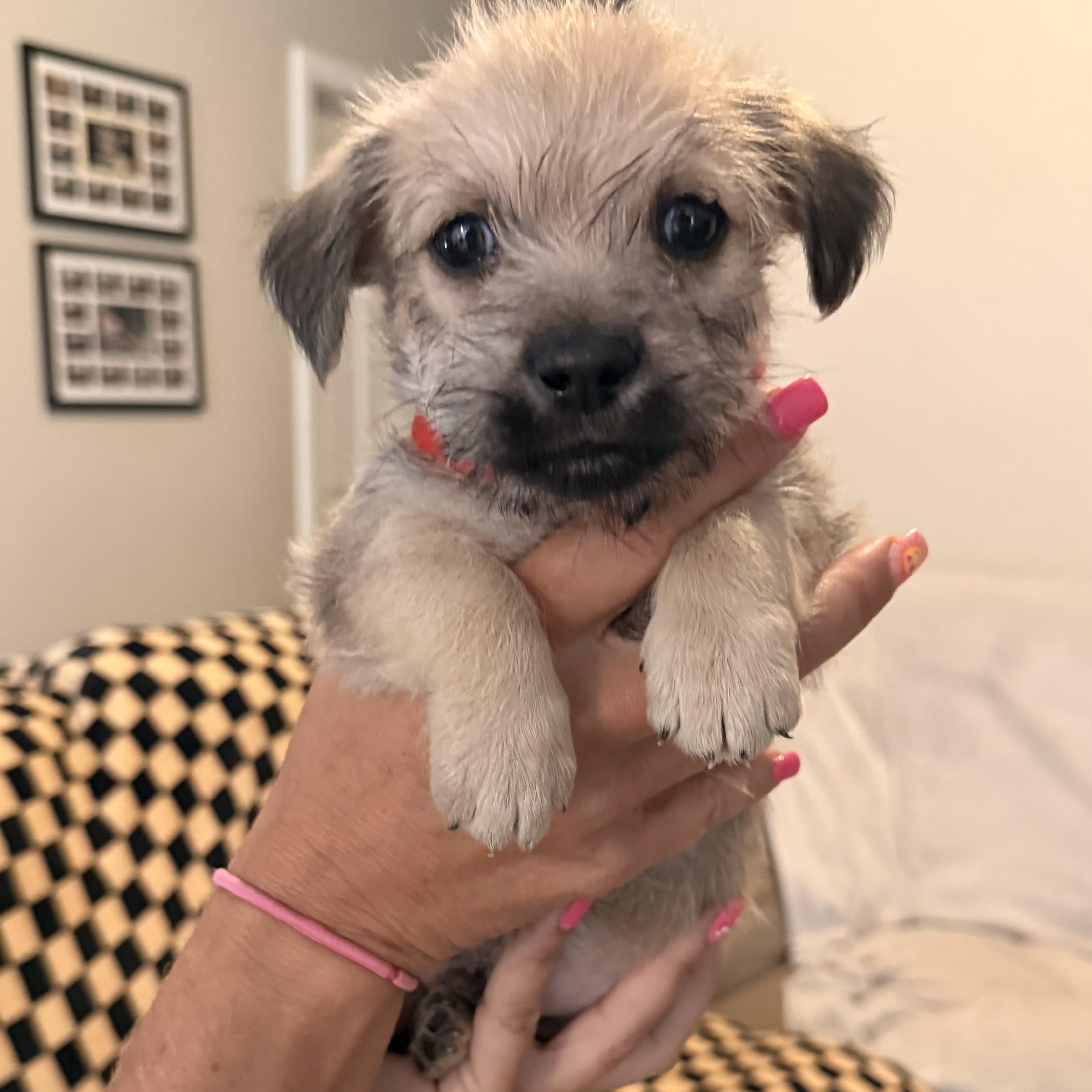 Raúl (R litter), adopted, Puppy Male Border Terrier.