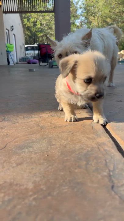 Enlarge Raúl (R litter), an adopted Border Terrier in San Diego, CA video 4/4
