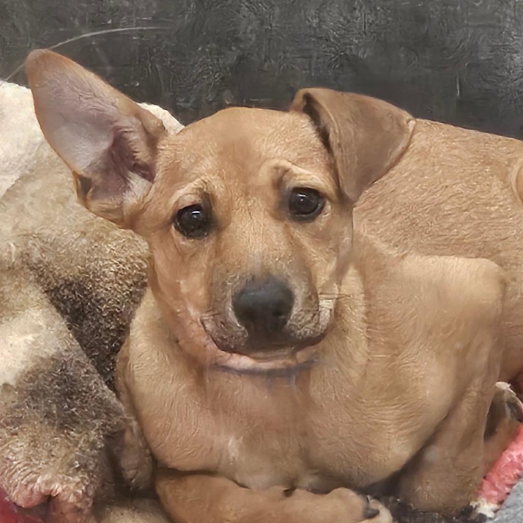 Mikki, a Adoptable mixed breed in Zanesville, OH image 2/6