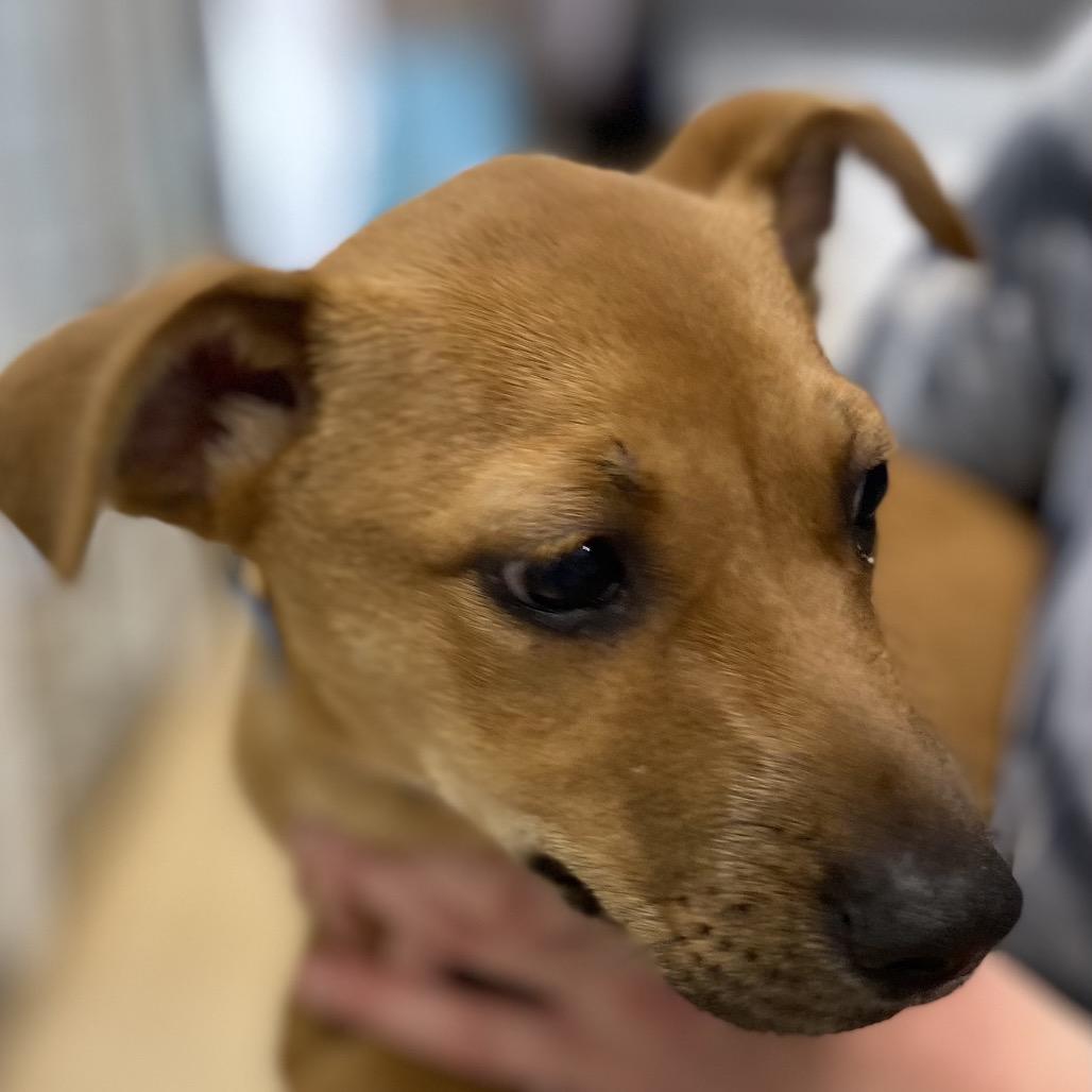 Mikki, a Adoptable mixed breed in Zanesville, OH image 3/6