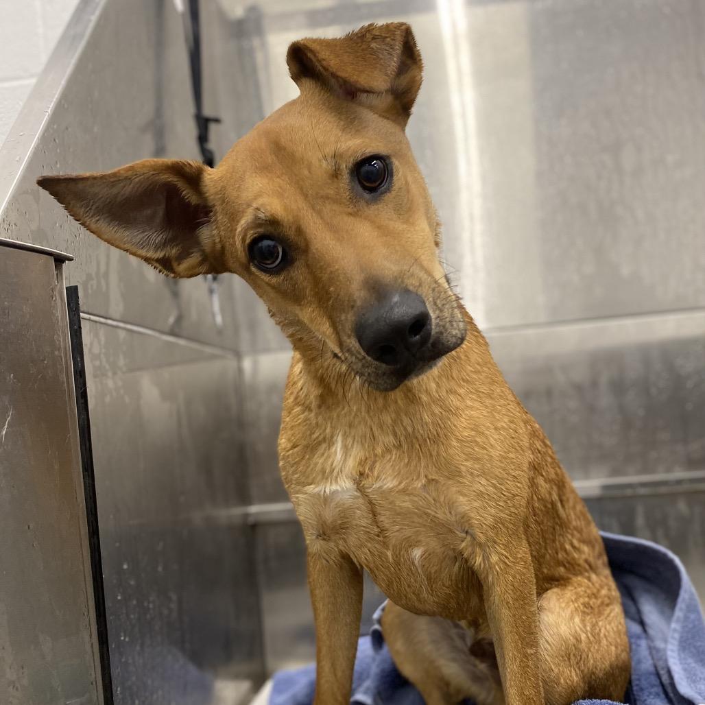 Mikki, a Adoptable mixed breed in Zanesville, OH image 4/6