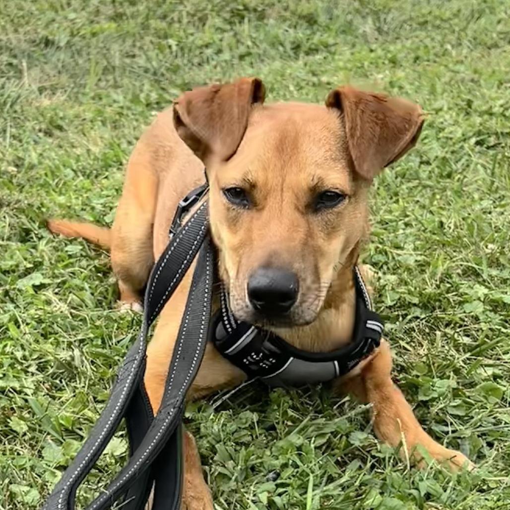 Mikki, a Adoptable mixed breed in Zanesville, OH image 6/6