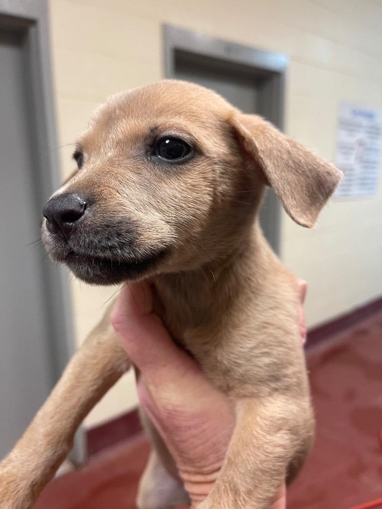 Feisty, Adoptable, Puppy Female Labrador Retriever.