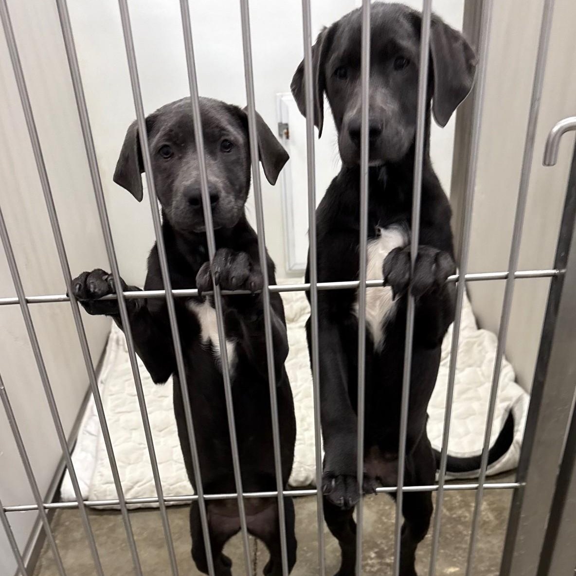 Enlarge Tundra, an adopted mixed breed in Bethlehem, PA image 6/6