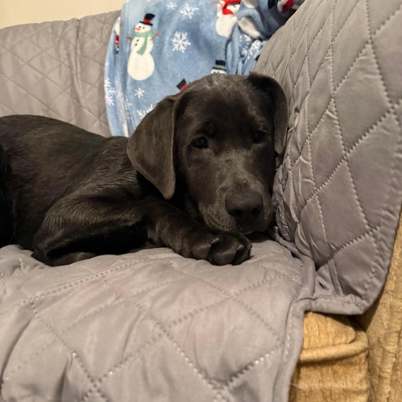 Enlarge Tundra, an adopted mixed breed in Bethlehem, PA image 3/6