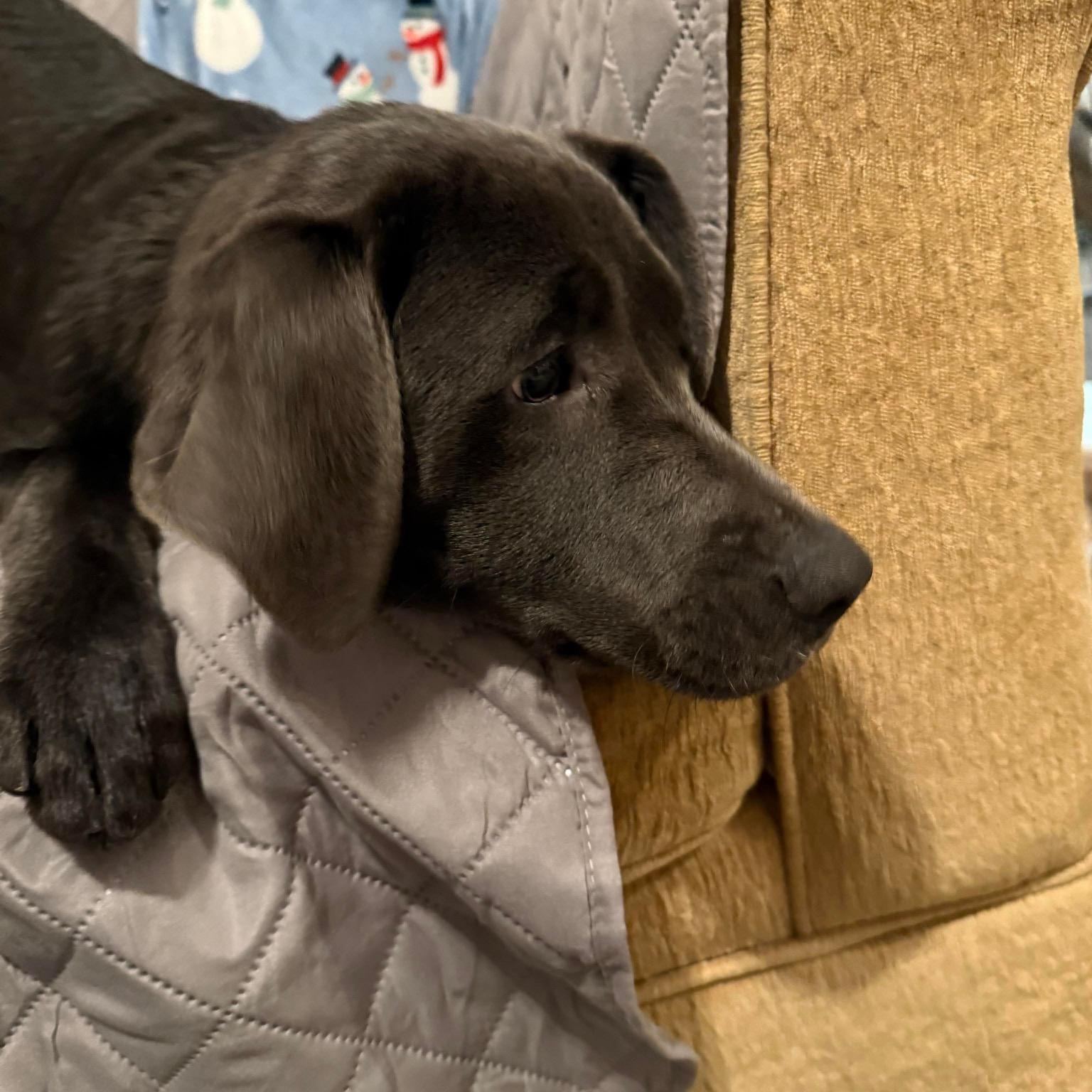 Enlarge Tundra, an adopted mixed breed in Bethlehem, PA image 4/6