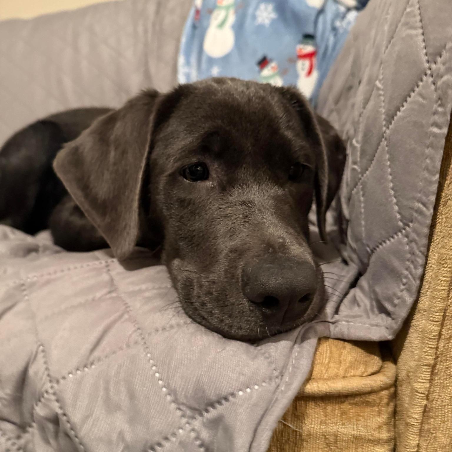 Tundra, adopted, Puppy Female Labrador Retriever.